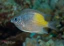 Yellow-side Damselfish