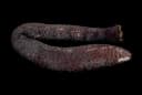 Yellow-spotted Sea Cucumber