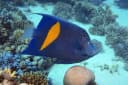 Yellowbar Angelfish