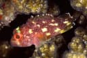Yellowspotted Scorpionfish