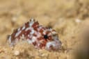 Yellowspotted Scorpionfish