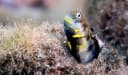 Yellowthroat Blenny