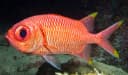 Yellowtip Soldierfish