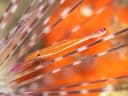 Zanzibar Urchin Shrimp