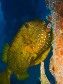 Boxfishes