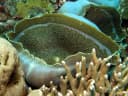 Corallimorpharia