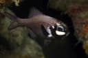 Lanterneye fishes