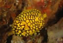 Pinecone fishes