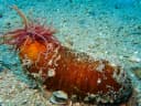 Sea cucumber