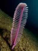 Sea pen