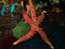 Starfish