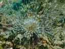 Tube-dwelling anemone