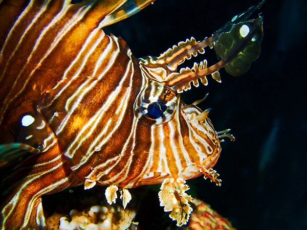 Lion Fish at Makadi Bay House Reef