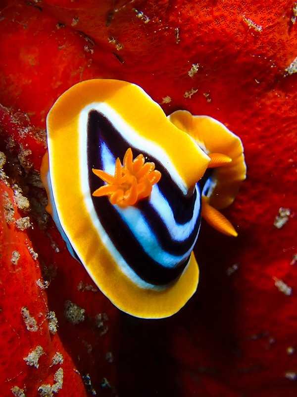 Nudibranch at Makadi Bay