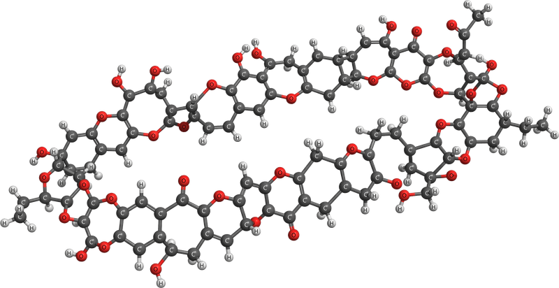 Ball-and-stick model of a ciguatoxin molecule, a long ladder of fused oxygen-containing rings
