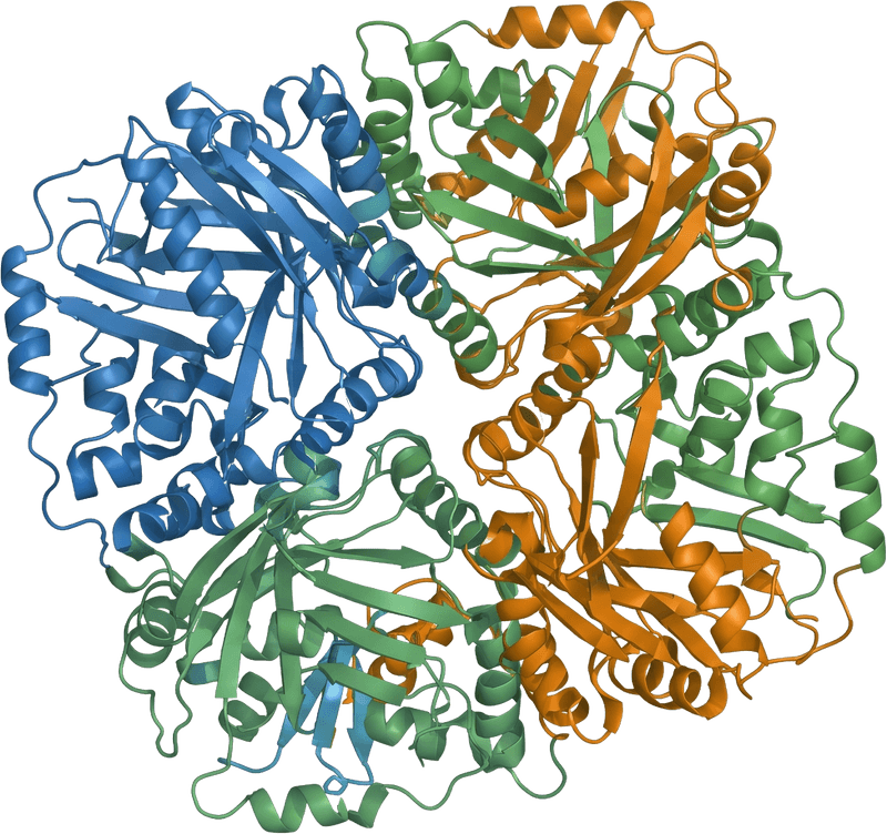 Ribbon diagram of a tetrameric glycoprotein, showing four coloured protein subunits packed together